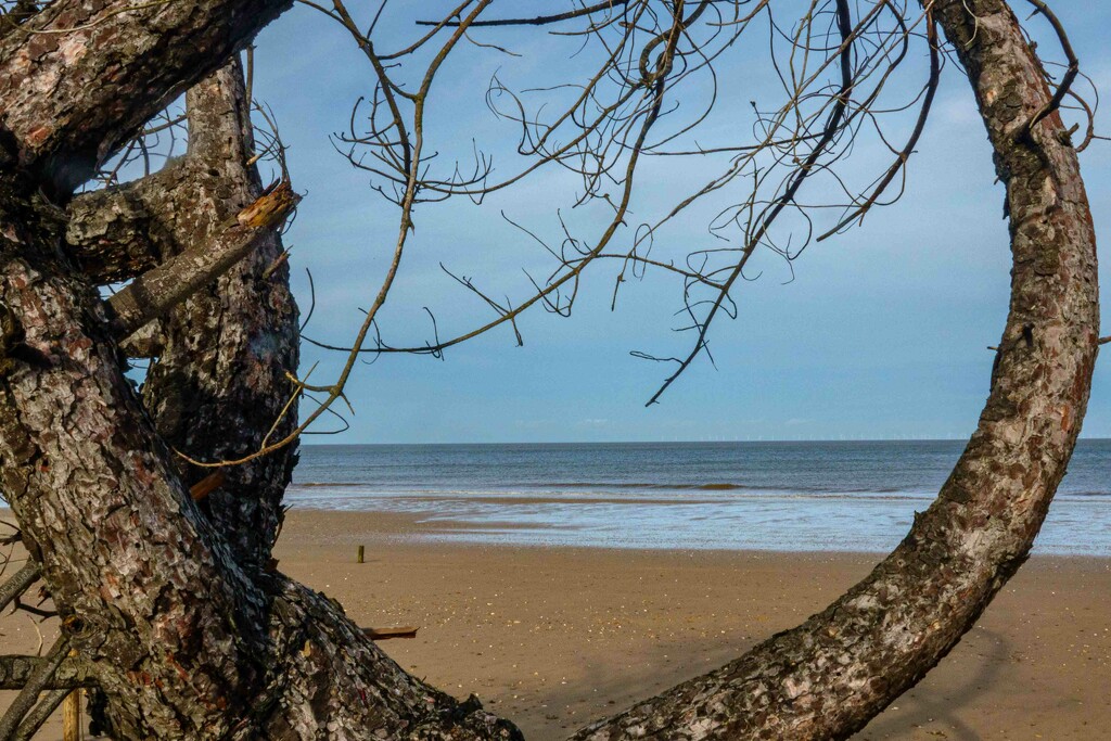 Tree on a beach by padlock