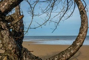 1st Nov 2023 - Tree on a beach