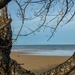Tree on a beach by padlock