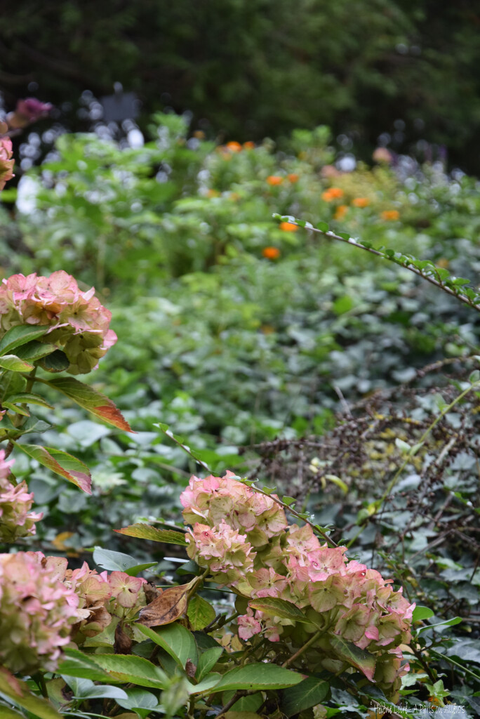 hortensia by parisouailleurs