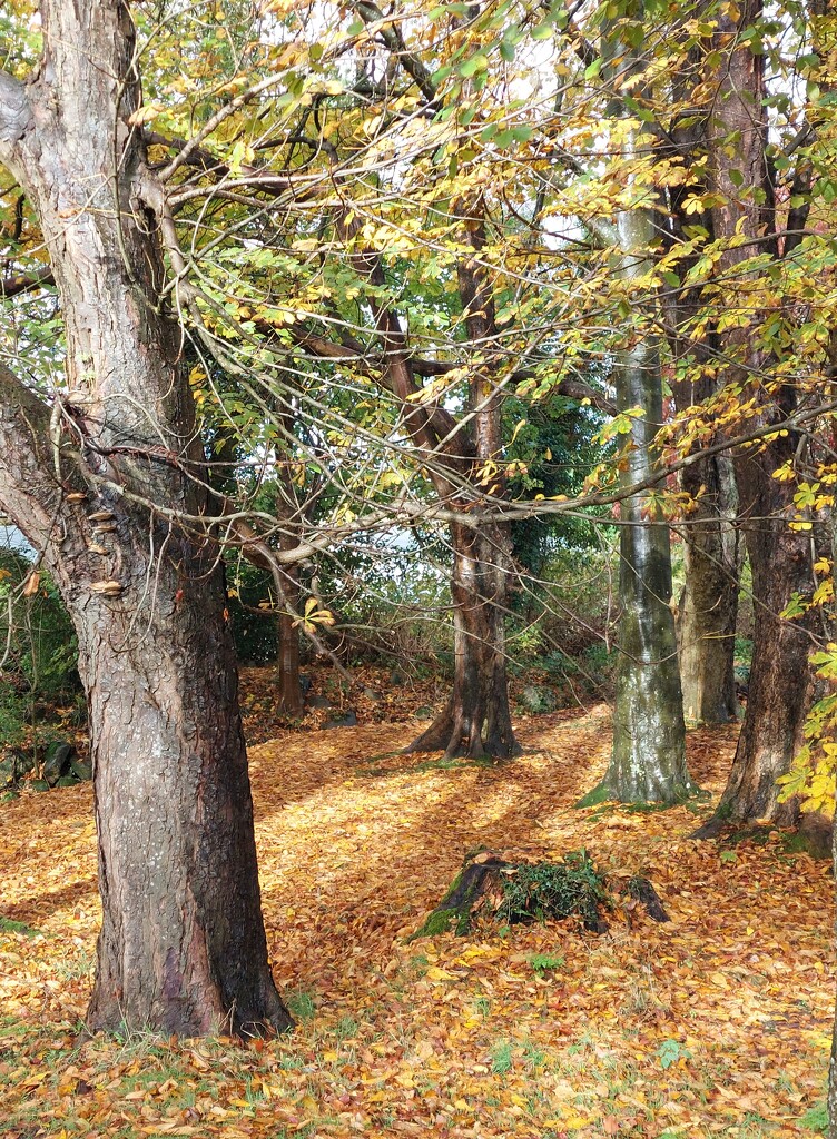 Chessies Wood next to Colliston Park, Dalbeattie  by samcat