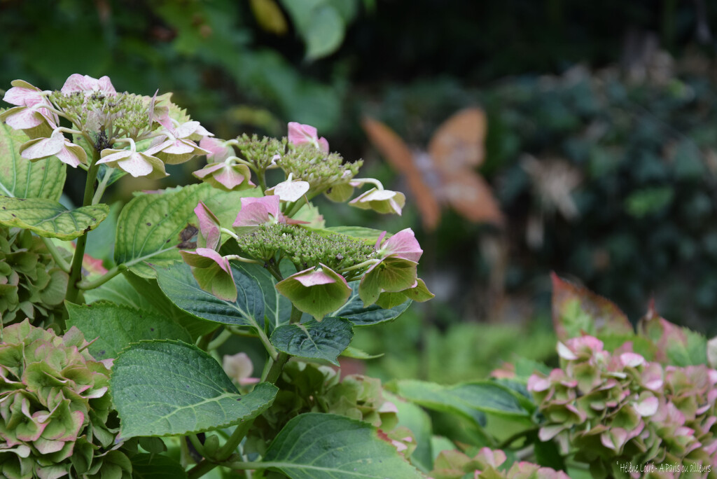 hortensia #2 by parisouailleurs