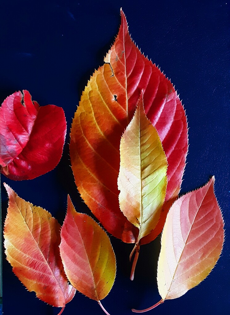 Glorious Autumn shades from our Cherry tree. by grace55