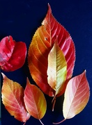 1st Nov 2023 - Glorious Autumn shades from our Cherry tree.