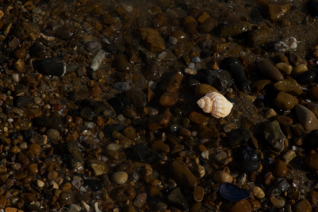 Seashell on the Seashore  by billyboy