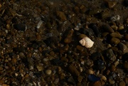 1st Nov 2023 - Seashell on the Seashore 