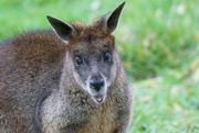 30th Oct 2023 - STARTLED WALLABY 
