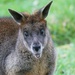 STARTLED WALLABY  by markp