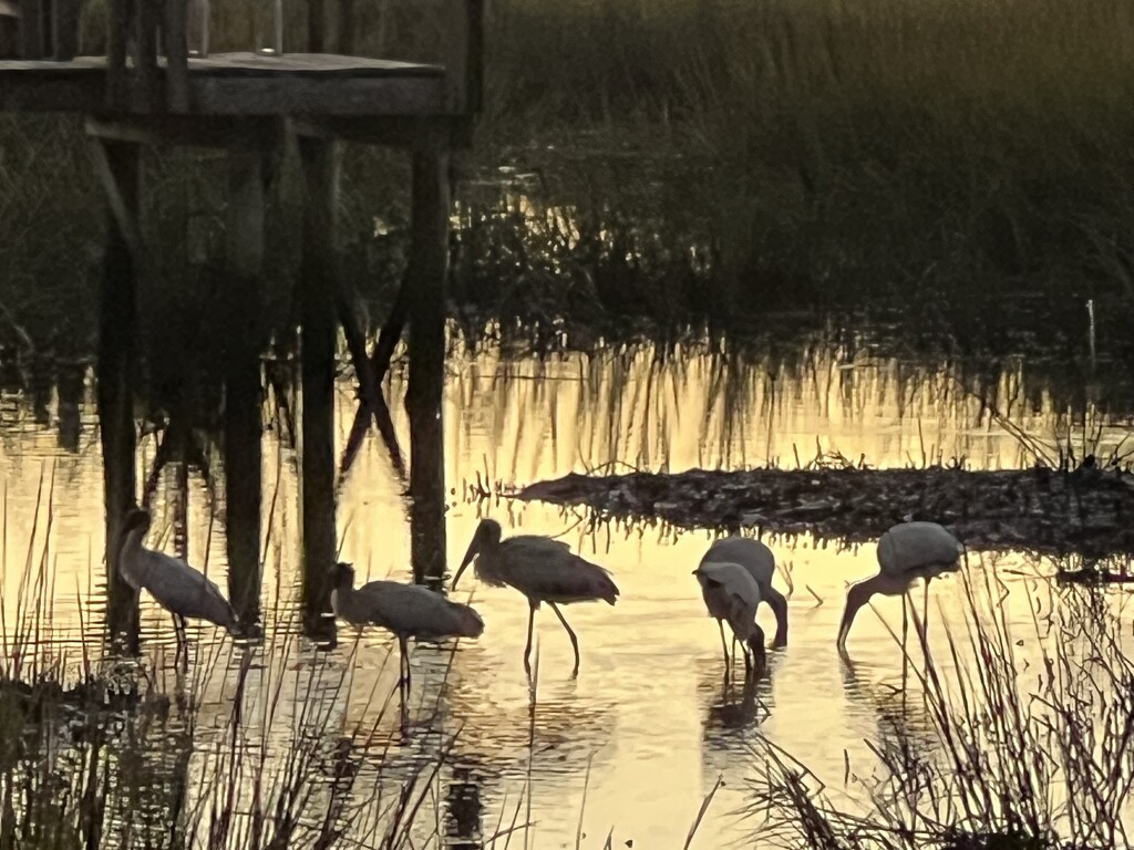 Egrets feeding at sunset in the marsh tidal creek by congaree