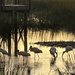 Egrets feeding at sunset in the marsh tidal creek by congaree