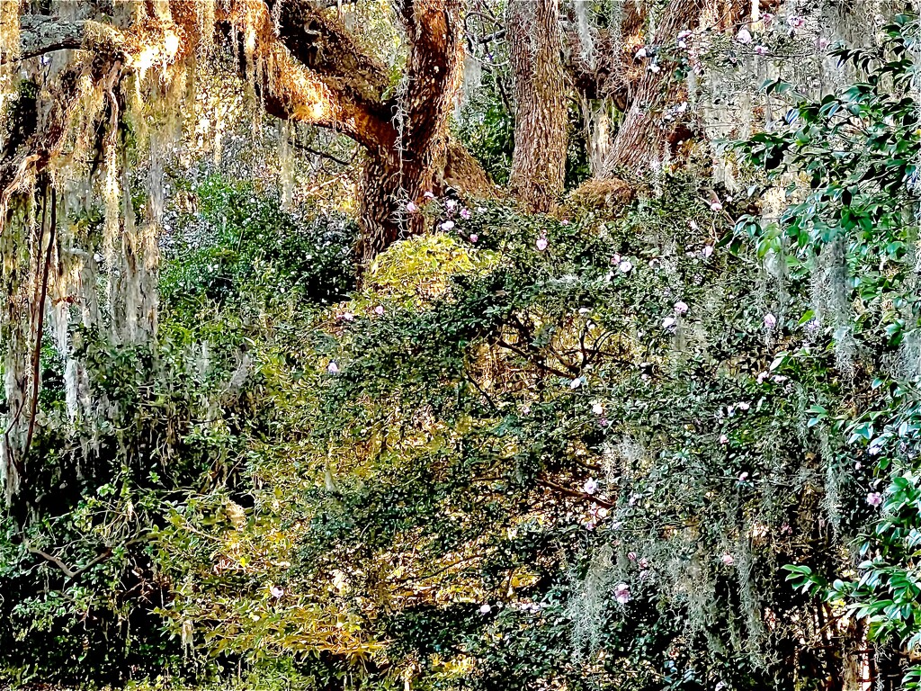 Camellias, live oaks and Spanish moss by congaree