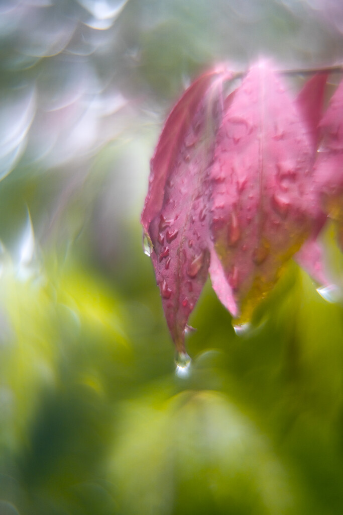 Bokeh #6/30 - Rain by i_am_a_photographer