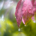 Bokeh #6/30 - Rain by i_am_a_photographer