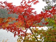 1st Nov 2023 - Finally some autumn color