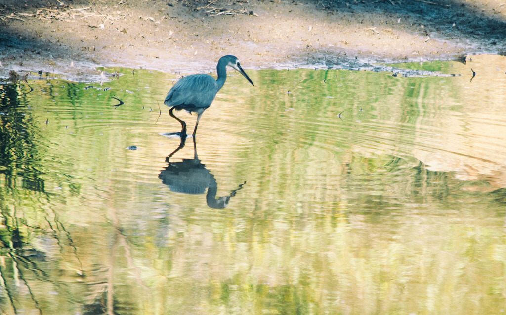 Bird 18 - White-Faced Heron by annied