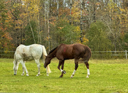 1st Nov 2023 - Horses
