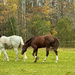 Horses by joansmor