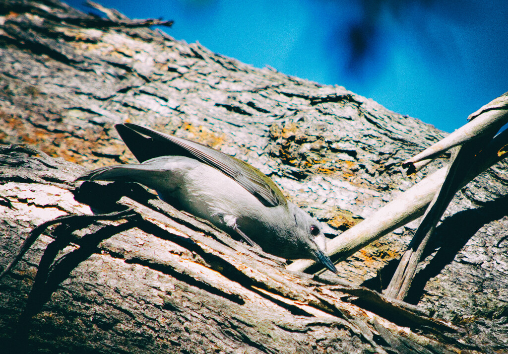 Bird 19 - Grey Shrike-Thrush by annied