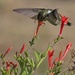 LHG_8237 Hummingbird  by rontu