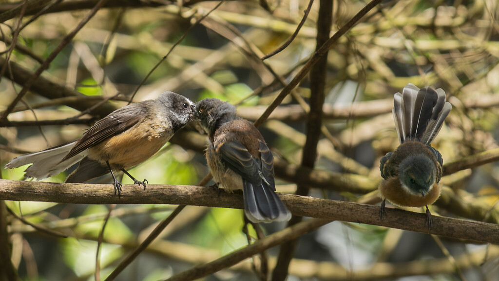 Adult Fantail Feeding Young Bird  by nickspicsnz