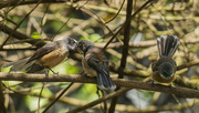 2nd Nov 2023 - Adult Fantail Feeding Young Bird 