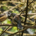 Adult Fantail Feeding Young Bird  by nickspicsnz
