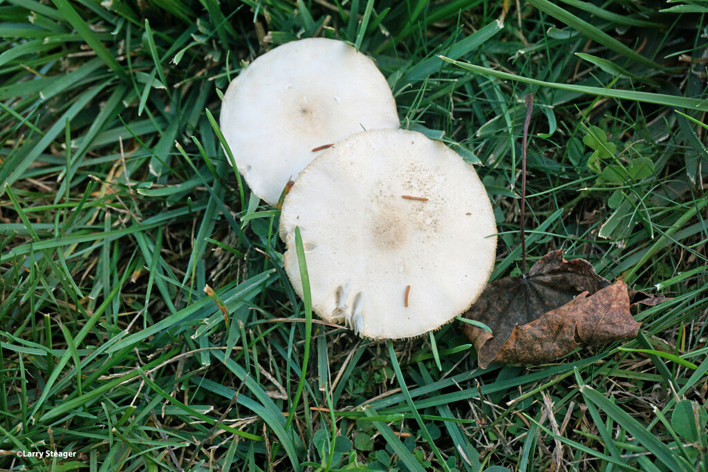Twin Parsol mushrooms by larrysphotos