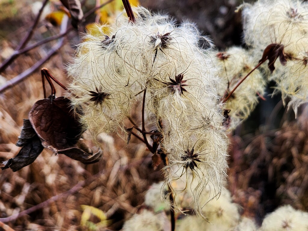 Mystery seed heads by ljmanning