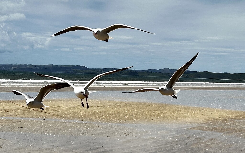 Gulls by Dawn