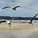 Gulls by Dawn