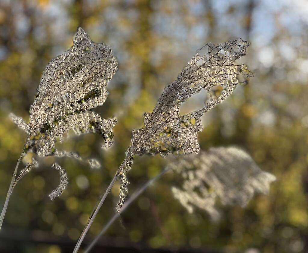 backlit by amyk