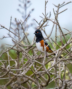 1st Nov 2023 - Spotted Towhee