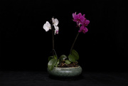 26th Oct 2023 - Phalaenopsis orchid
