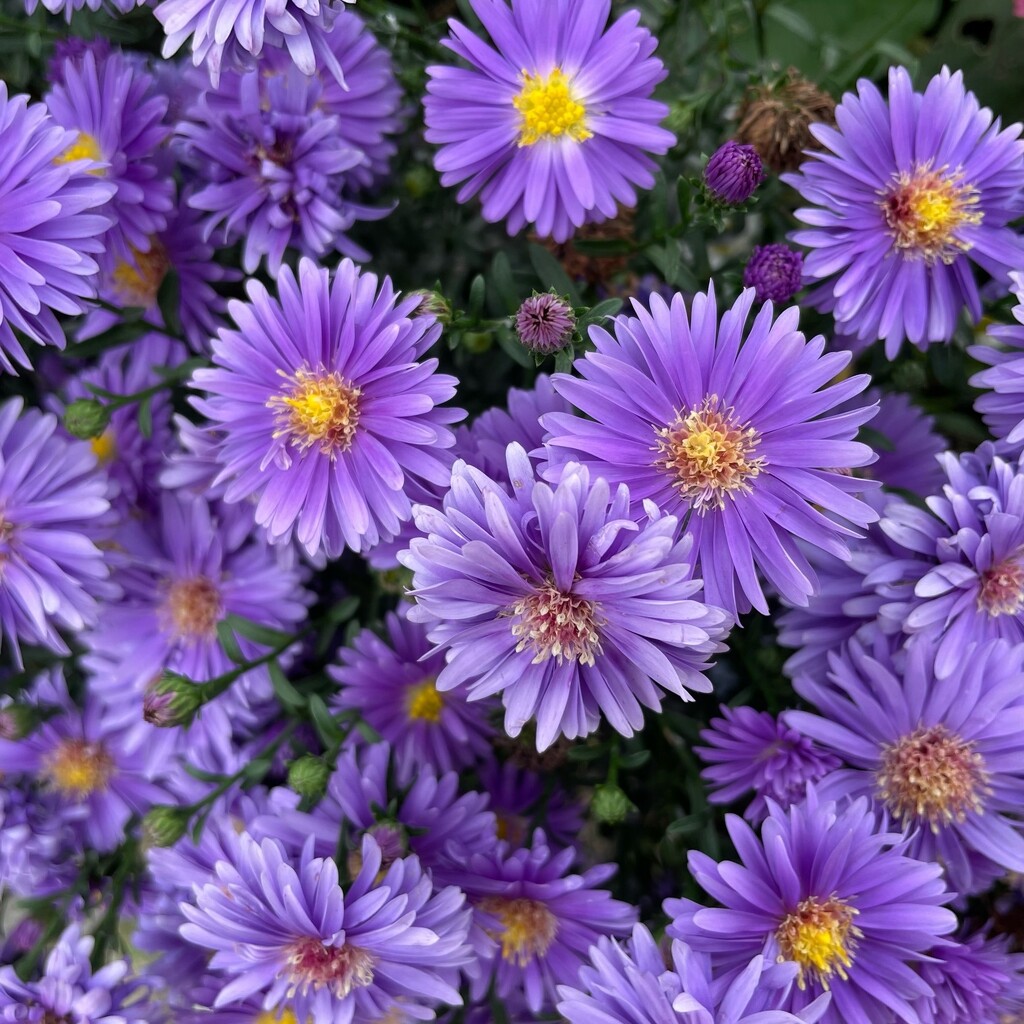 michaelmas daisies by quietpurplehaze