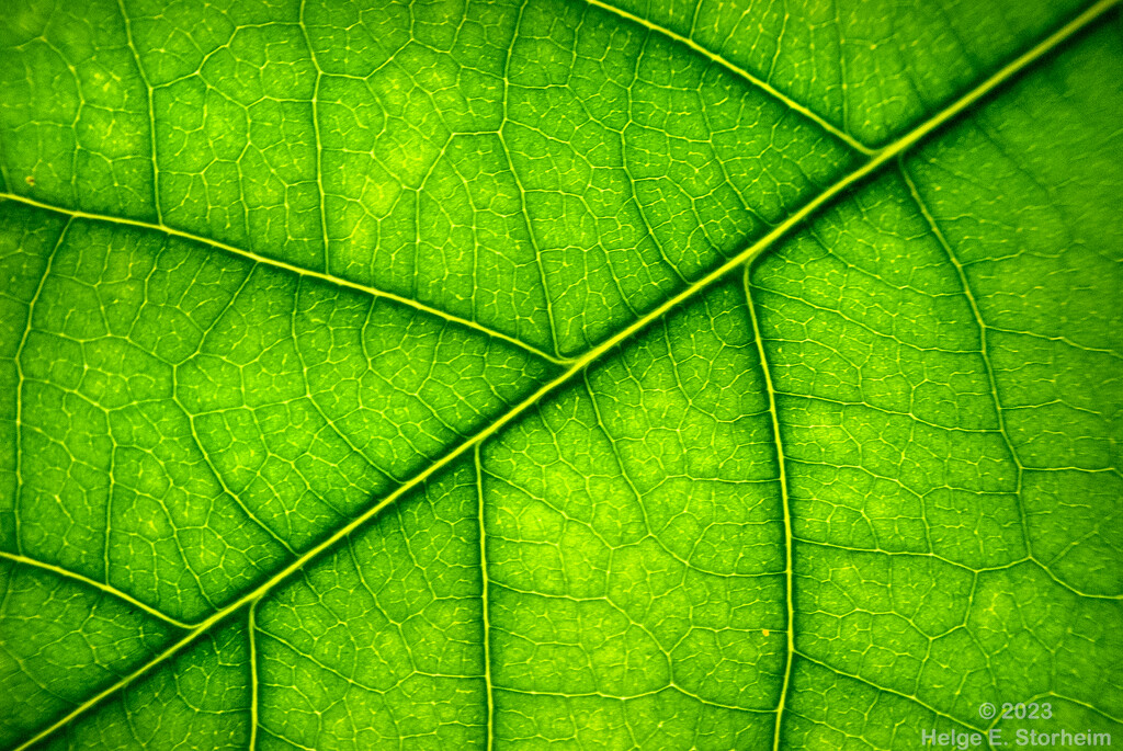 Avocado leaf macro by helstor365