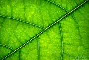 2nd Nov 2023 - Avocado leaf macro