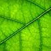 Avocado leaf macro by helstor365
