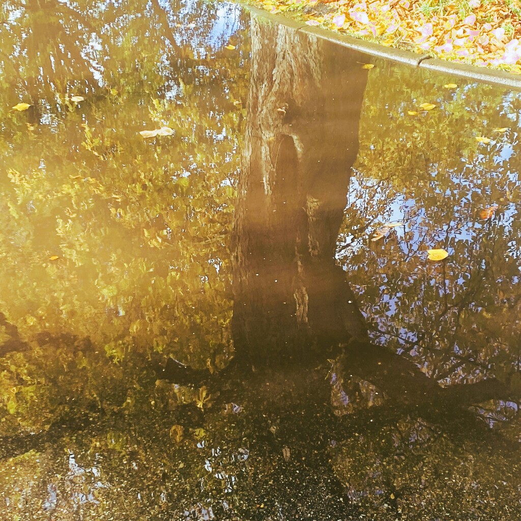 autumn reflection by cam365pix