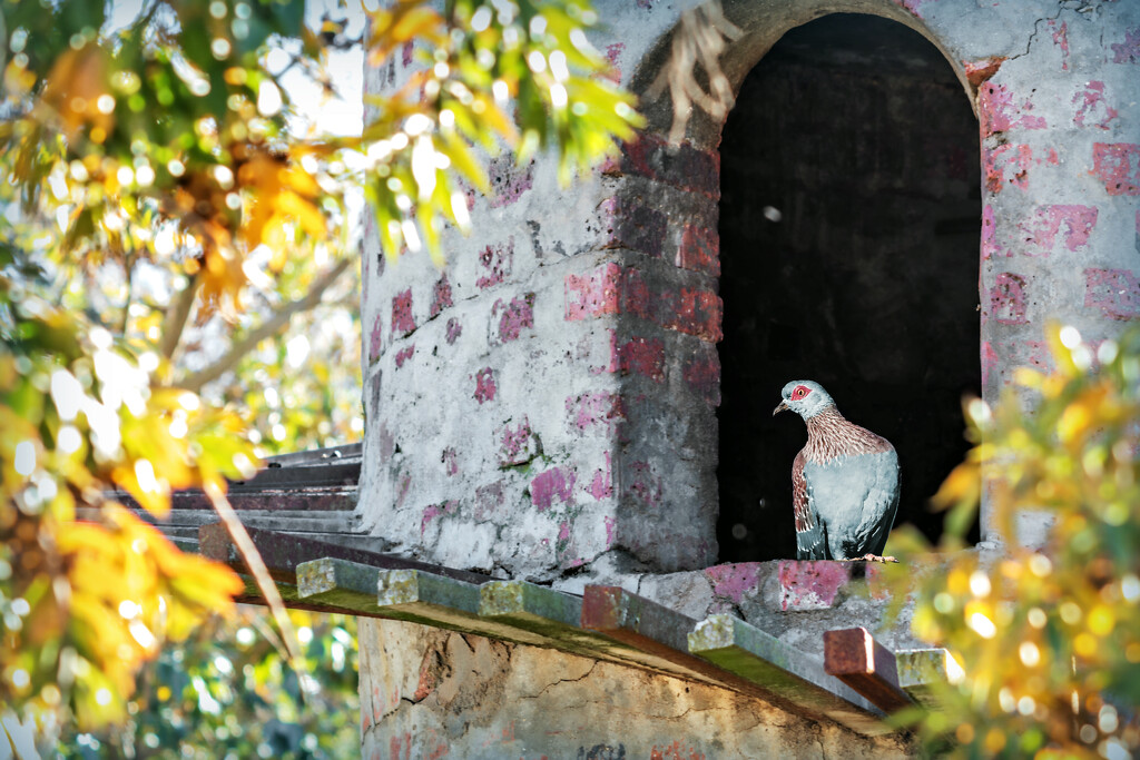 Peeping out of the goat tower by ludwigsdiana