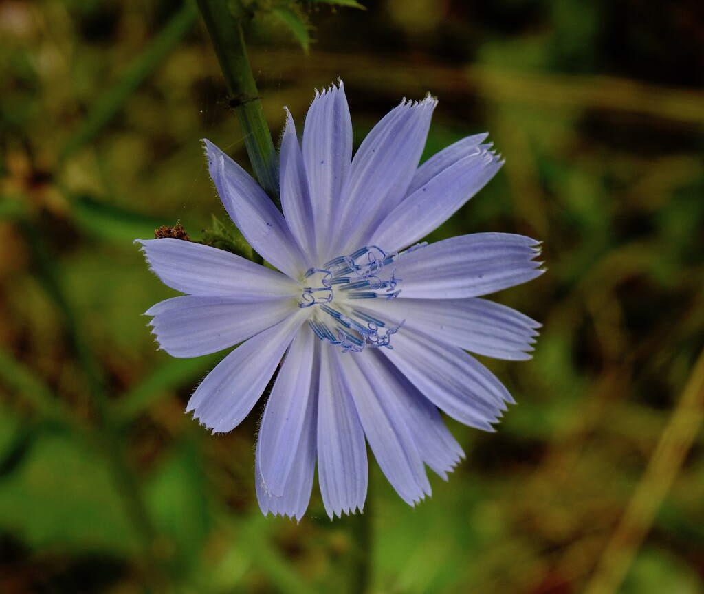 Chicory by sunnygreenwood