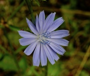 3rd Oct 2023 - Chicory