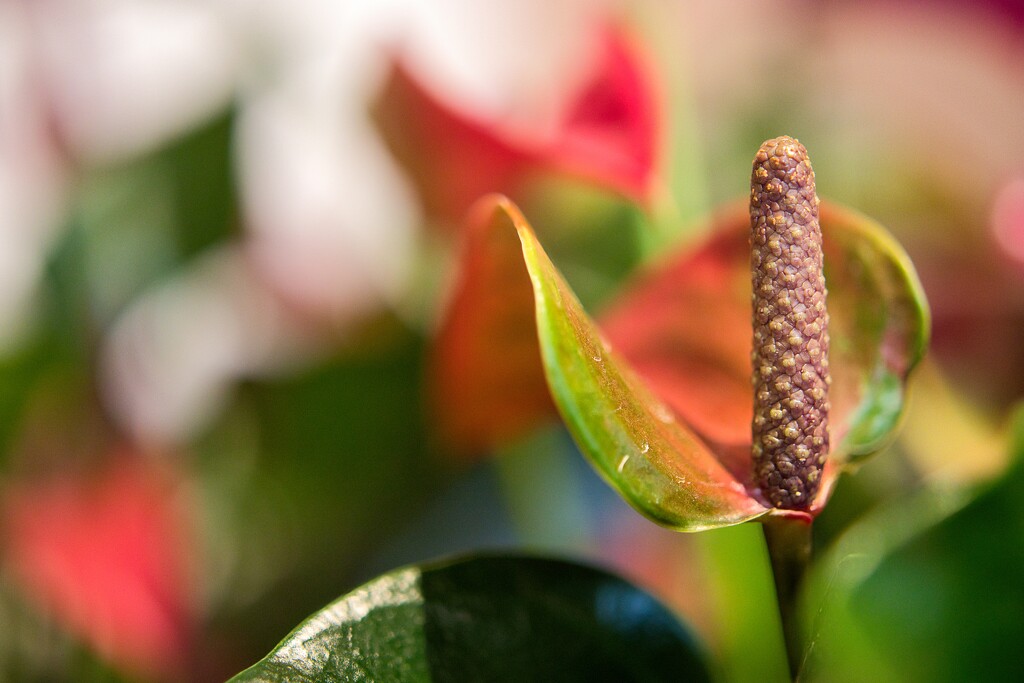 Araceae by okvalle