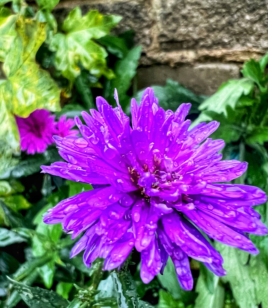 Raindrops on Aster  by rensala