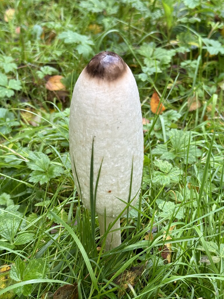 Mushroom by jeremyccc