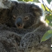 Joey nearly named by koalagardens