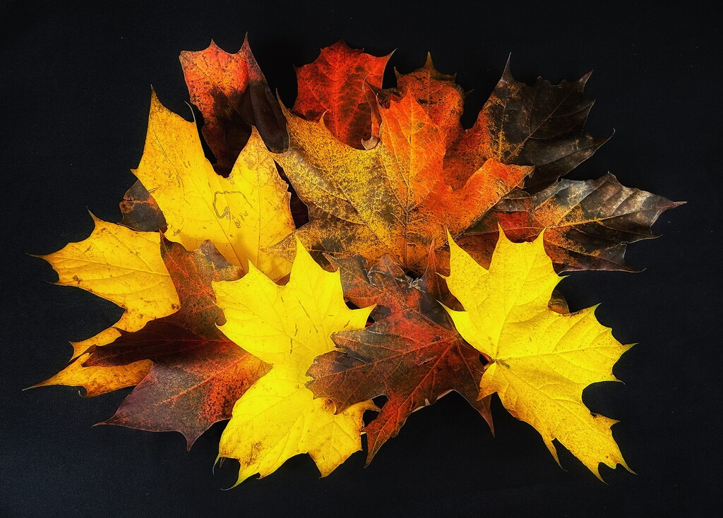 Autumn Leaves by carole_sandford