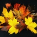 Autumn Leaves by carole_sandford