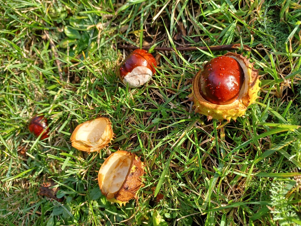 Conkers by busylady