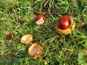 2nd Nov 2023 - Conkers