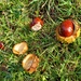 Conkers by busylady